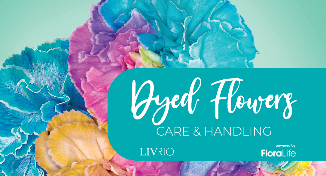 Dyed Flowers Care & Handling