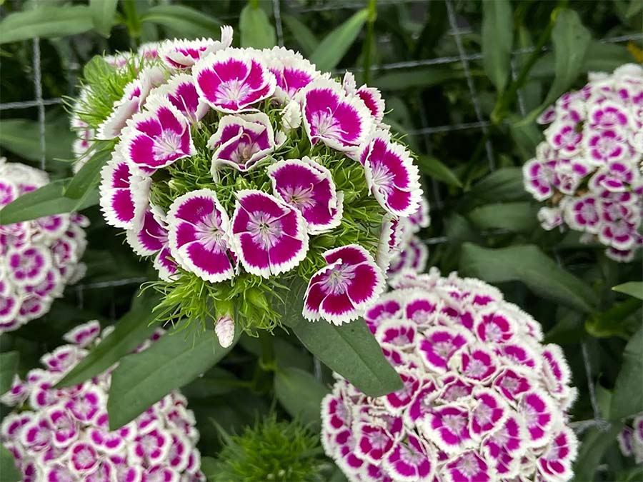 dianthus