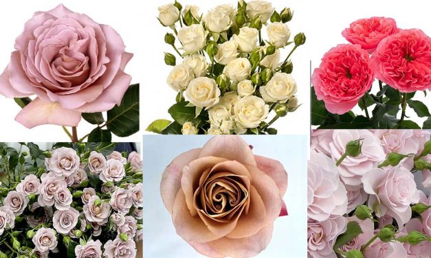 Cut Rose Varieties You Should Try in 2023