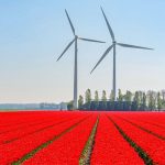Netherlands – The Land of Tulips
