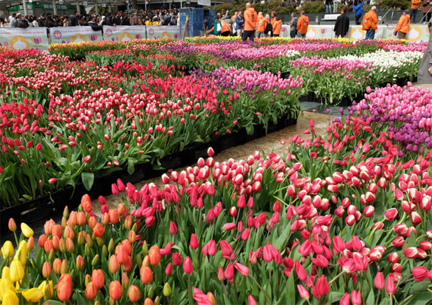 80,000 Free Tulips Delight Over 30,000 San Franciscans on American Tulip Day