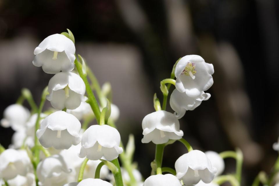 lily of the valley