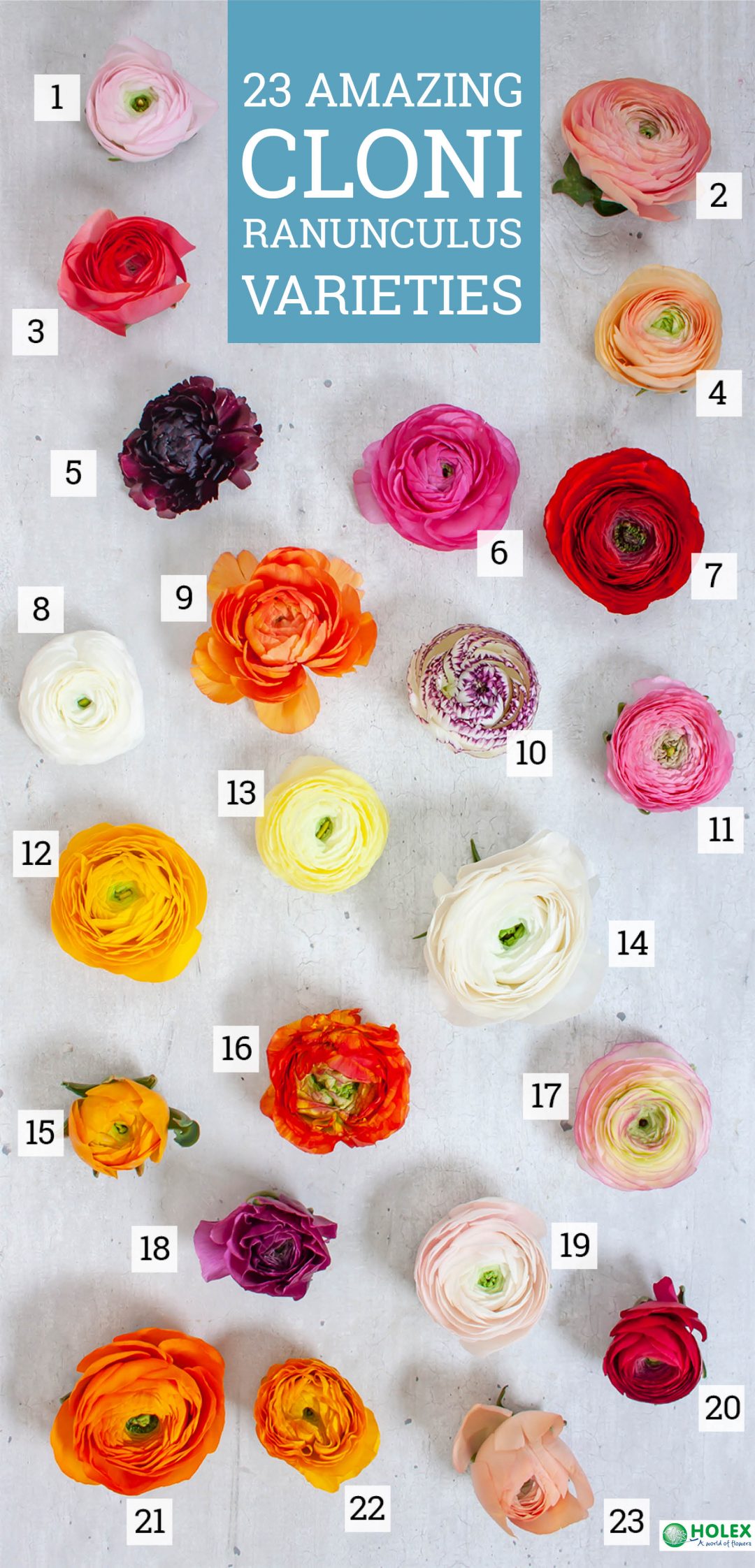 In Season Ranunculus Florists' Review