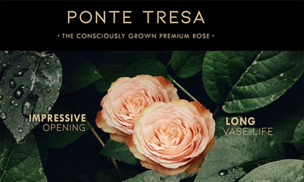 Ponte Tresa Launches Premiere of 63 New Varieties of Spray Roses!