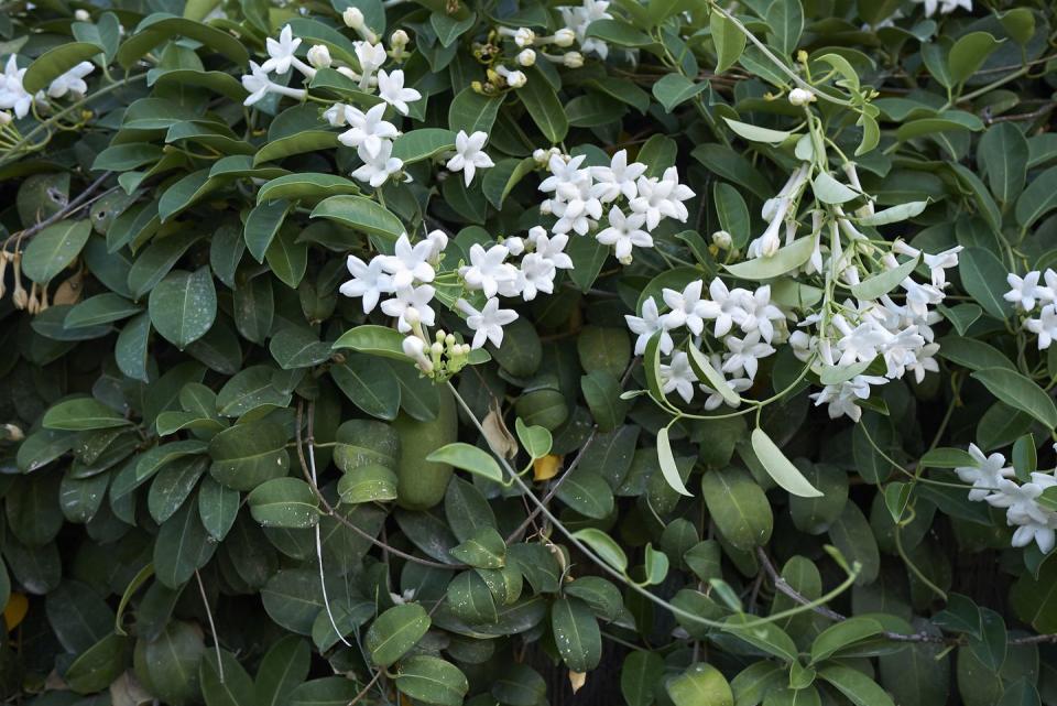 stephanotis