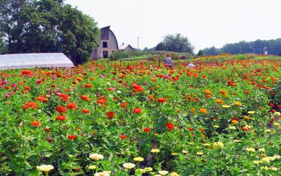 A Glimpse into the Life of a Farmer-Florist
