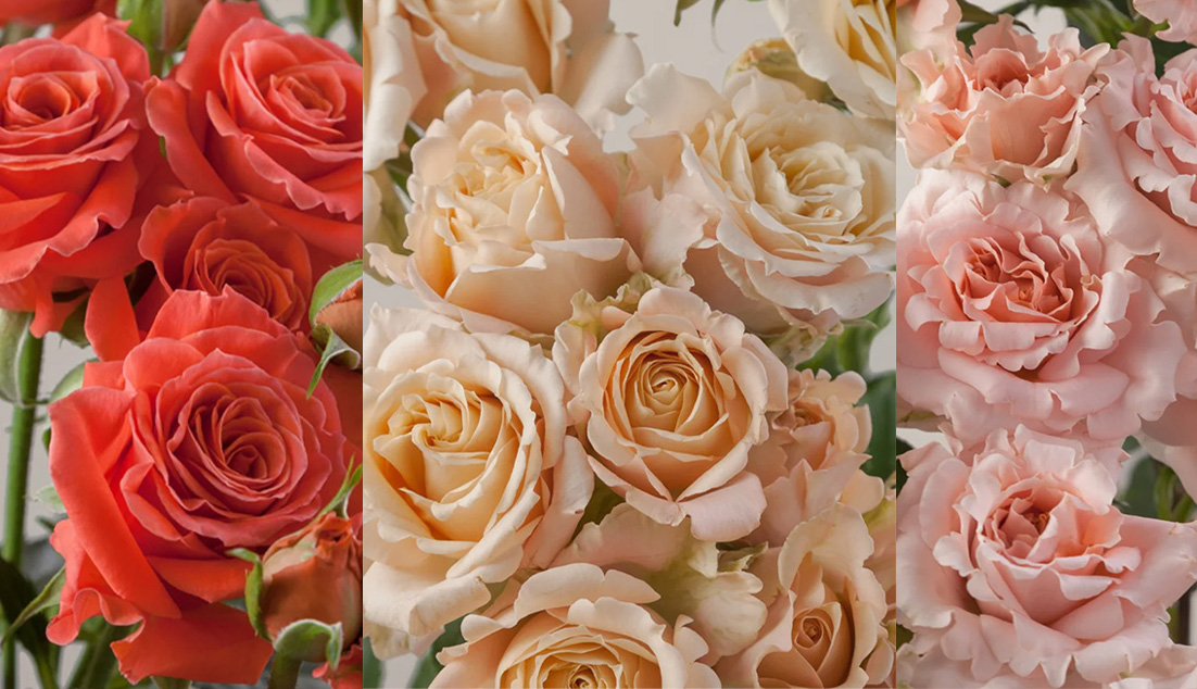 Let Your Personality Bloom: Rosaprima Spray Roses