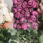 ASCFG Announces 2023 Cut Flowers of the Year