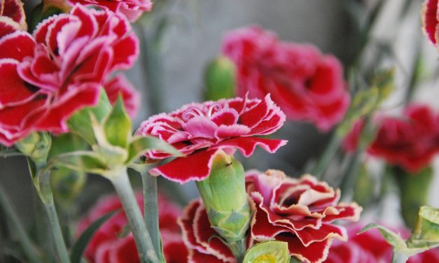 Carnations have made a comeback