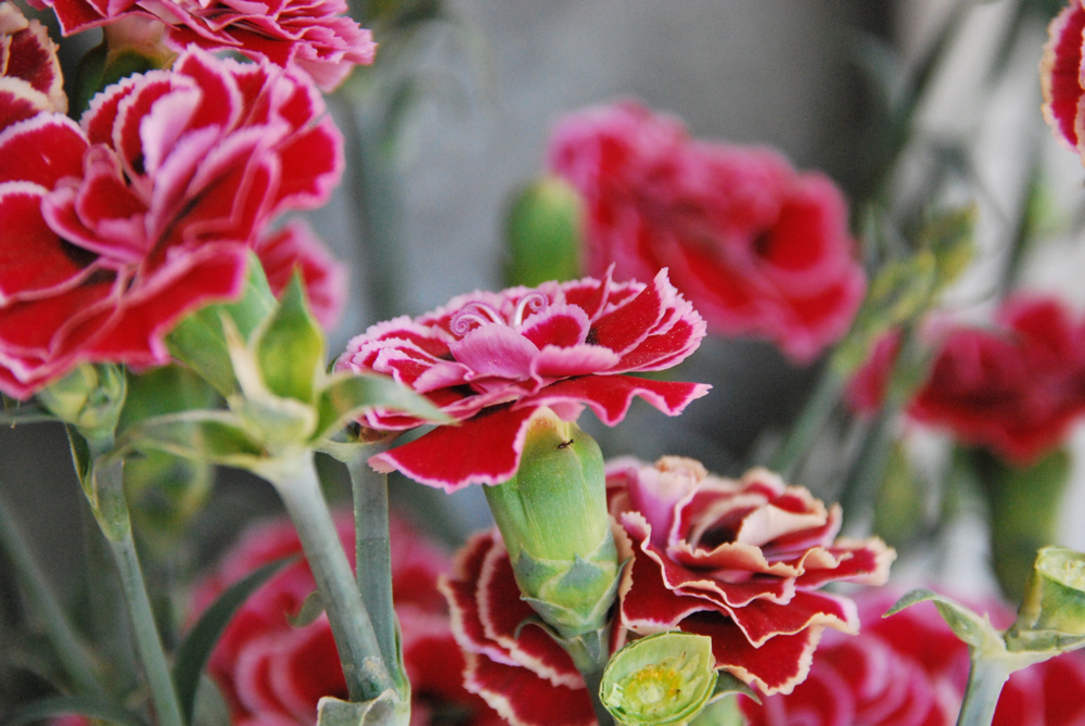 closeup-shot-beautiful-pink-carnation-flower-outdoors-during-daylight
