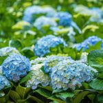 FloraLife has introduced the new and improved FloraLife® Hydrate Hydrangea