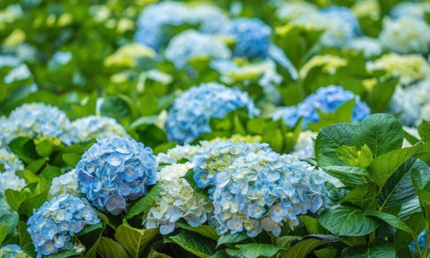 FloraLife new and improved FloraLife® Hydrate Hydrangea