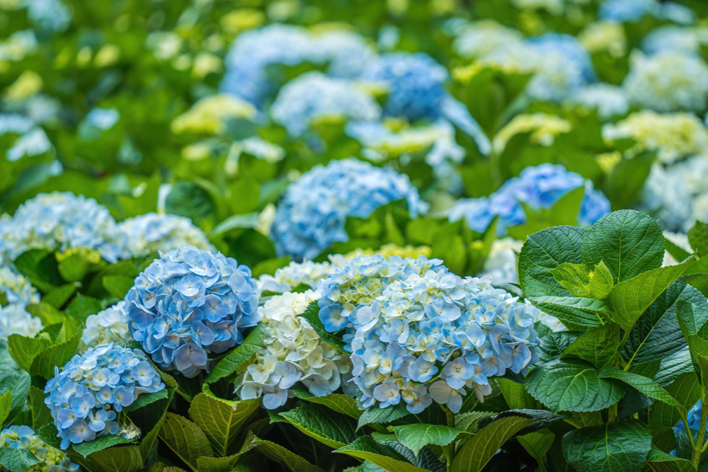 FloraLife has introduced the new and improved FloraLife® Hydrate Hydrangea