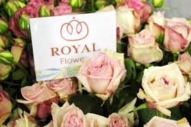 royal flowers images of roses