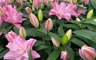 Lilies: A Historical Favorite
