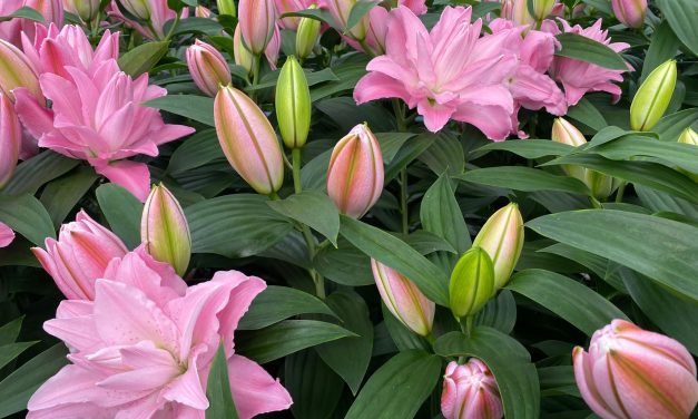 Lilies: A Historical Favorite