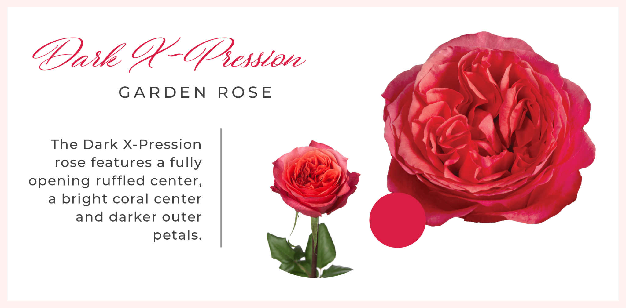 Rio Roses New Garden Rose Varieties Florists' Review