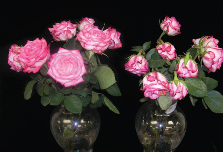 Figure-1.-Ethylene-damage-in-the-form-of-premature-wilting-on-roses