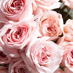 Rio Roses New Garden Rose Varieties