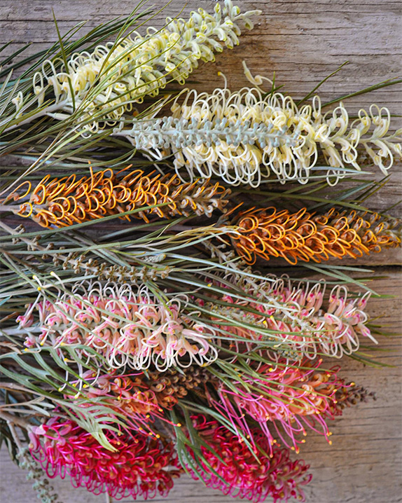 In Season: Protea