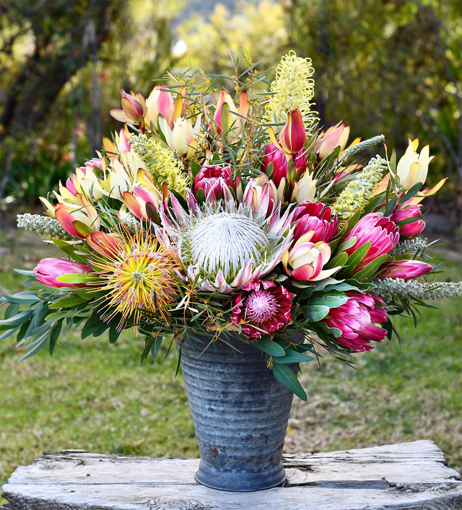 In Season: Protea