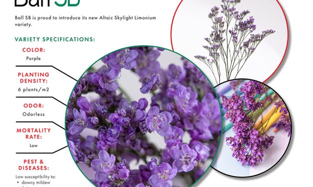 Ball SB Introduces a New Limonium: Altaic Skylight