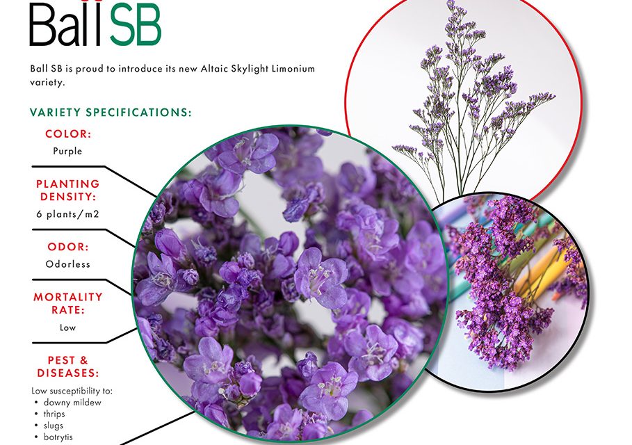 Ball SB Introduces a New Limonium: Altaic Skylight