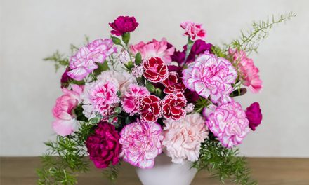 Carnations: Versatility & Beauty