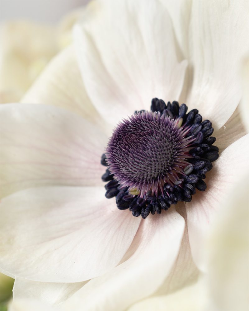 close up anemone flower