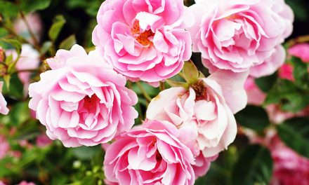 American Rose Society Announces National Honors