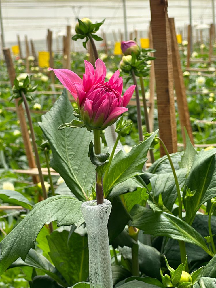 dahlia with net places over head before it gets to big