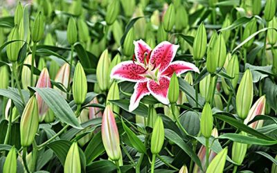 Sun Valley Floral Farms Shares About Growing Lilies