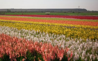 Special Care for Summer Flowers