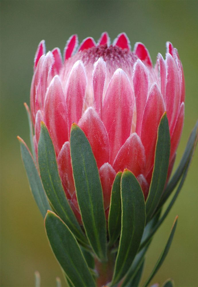 Blushing Bride Protea  South African Fresh Flower Exporters