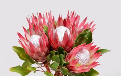 In Season: Protea