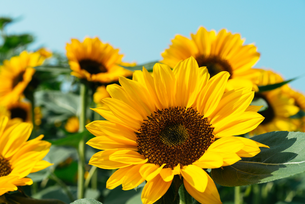 close-up-sun-flower