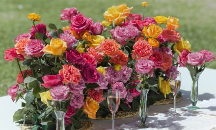 Rosaprima Adds Three New Rose Varieties to its Collection