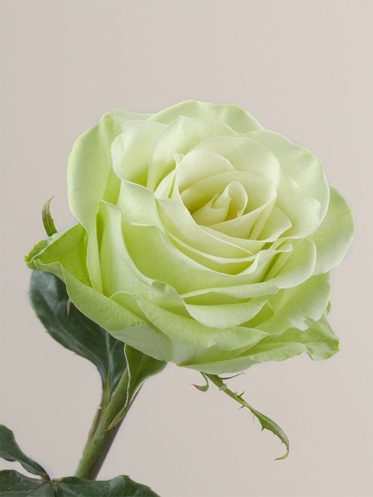 green romance rose