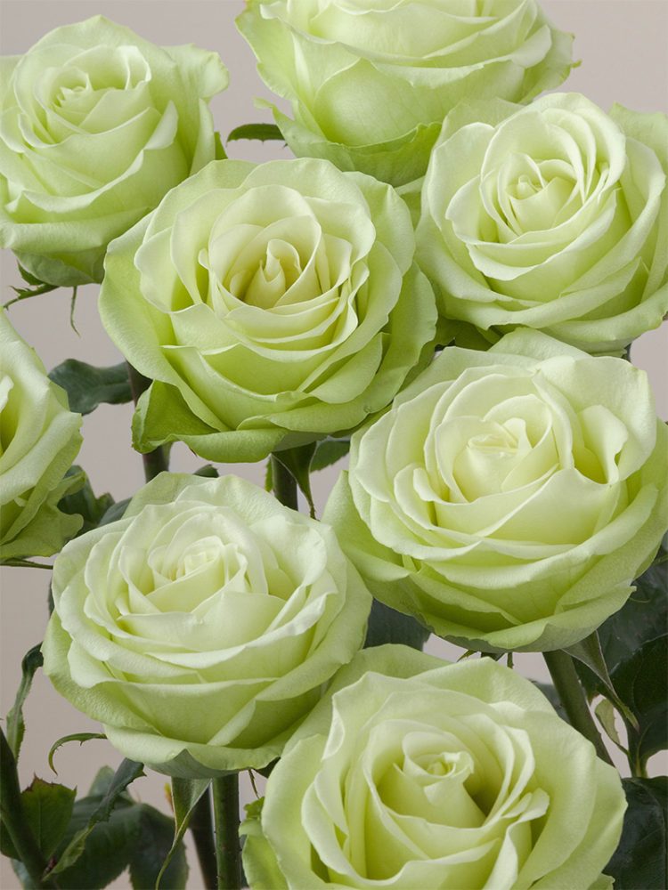 green romance rose