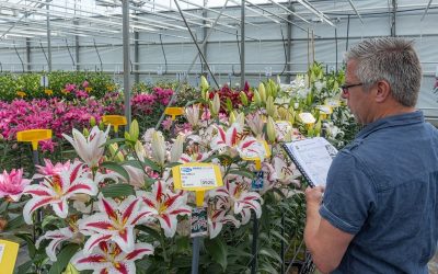 Lily League Presents Top Lily Varieties