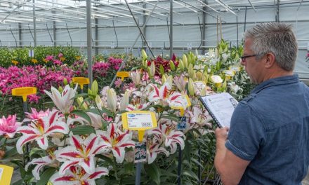 Lily League Presents Top Lily Varieties
