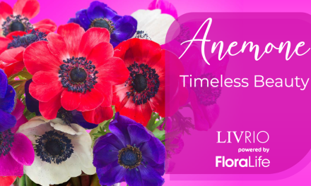 Anemone: Timeless Beauty