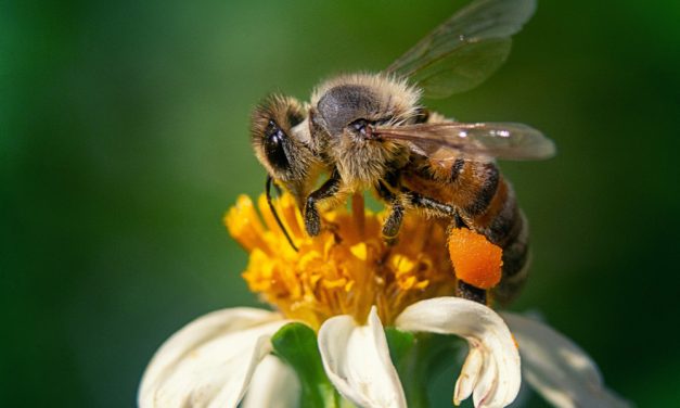 Interflora Creates The Beequet to Counter Bumblebee Crisis