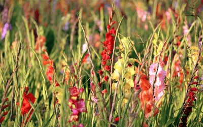 Gladiolus: Flower of August Saved by Jackie Kennedy
