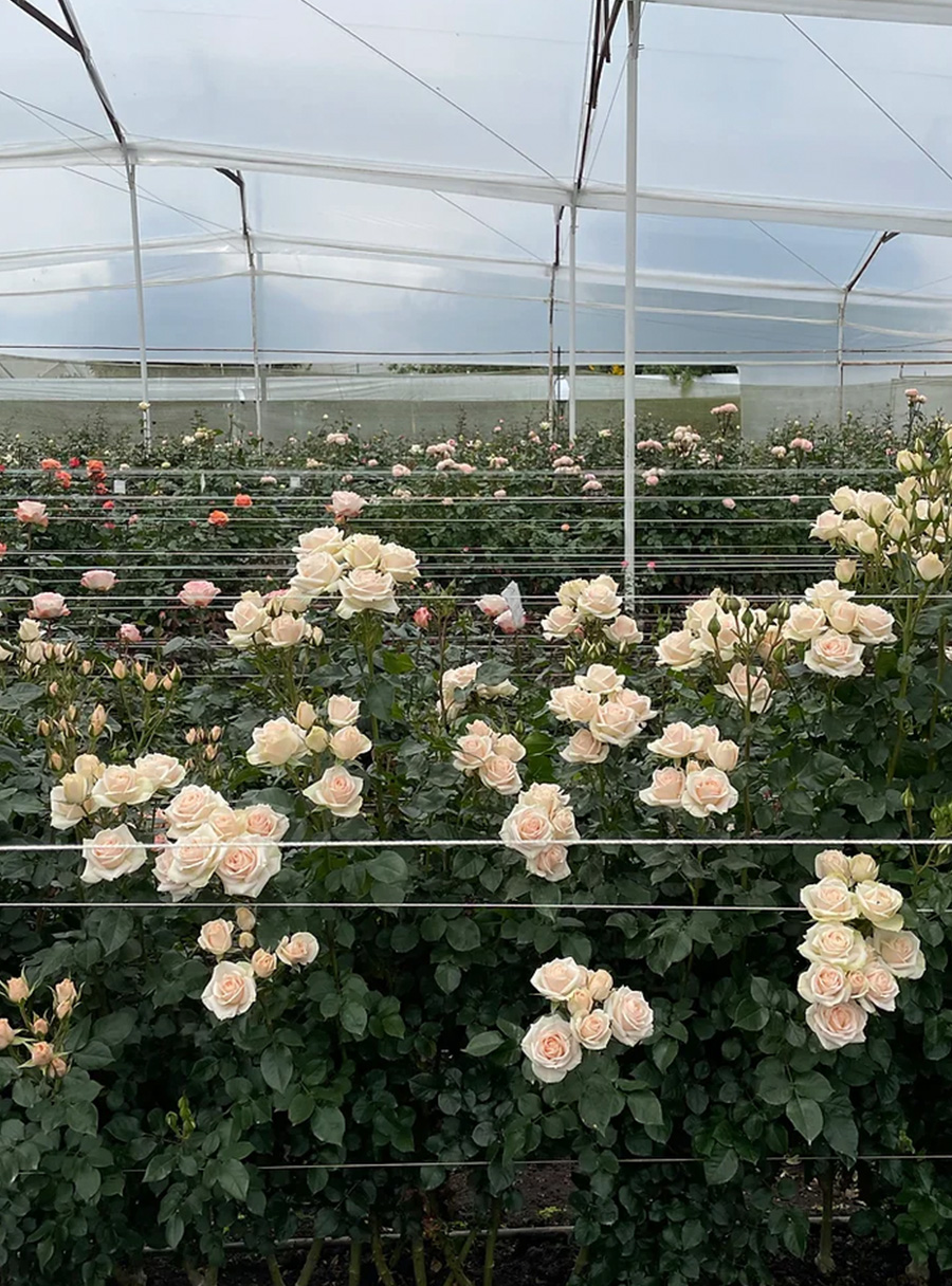 Alexandra Farms Earns Carbon Neutral Certification Florists' Review