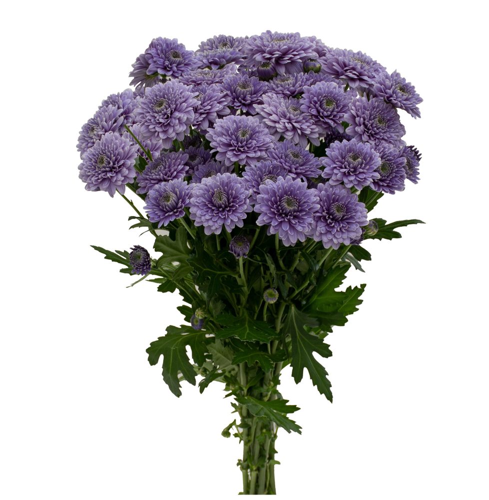 Suntory Flowers launches BluOcean Chrysanthemum in North America -  Greenhouse Management