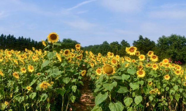 A Farmer Florist Sprouts Business from Scratch