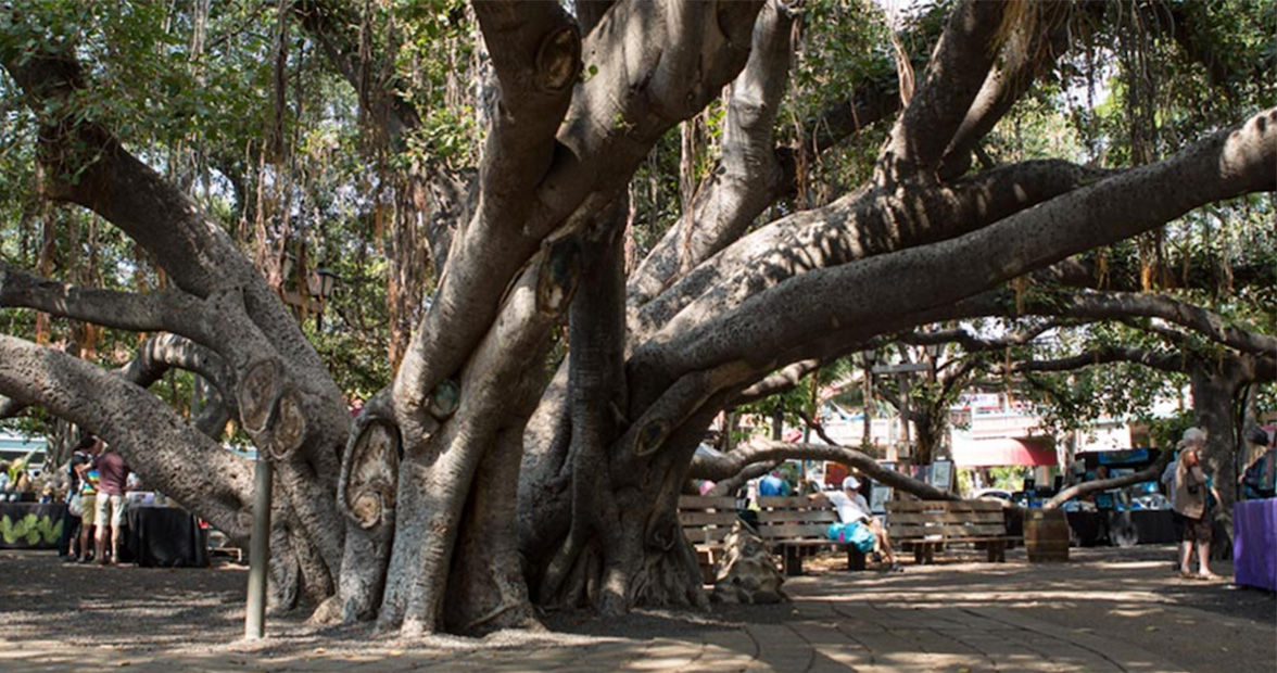 150-Year-Old Banyan Tree Inspiring Hope in Hawaii
