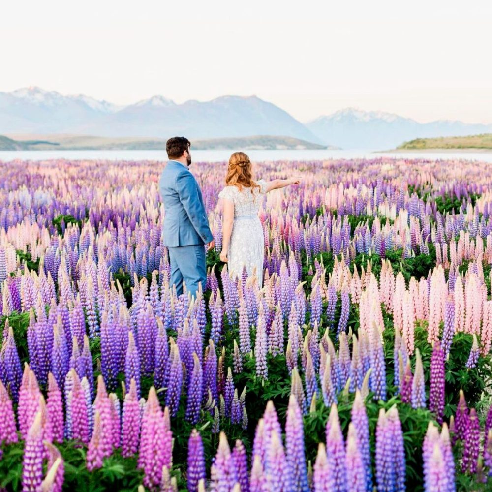 Couple enjoying the view of lupin flowers