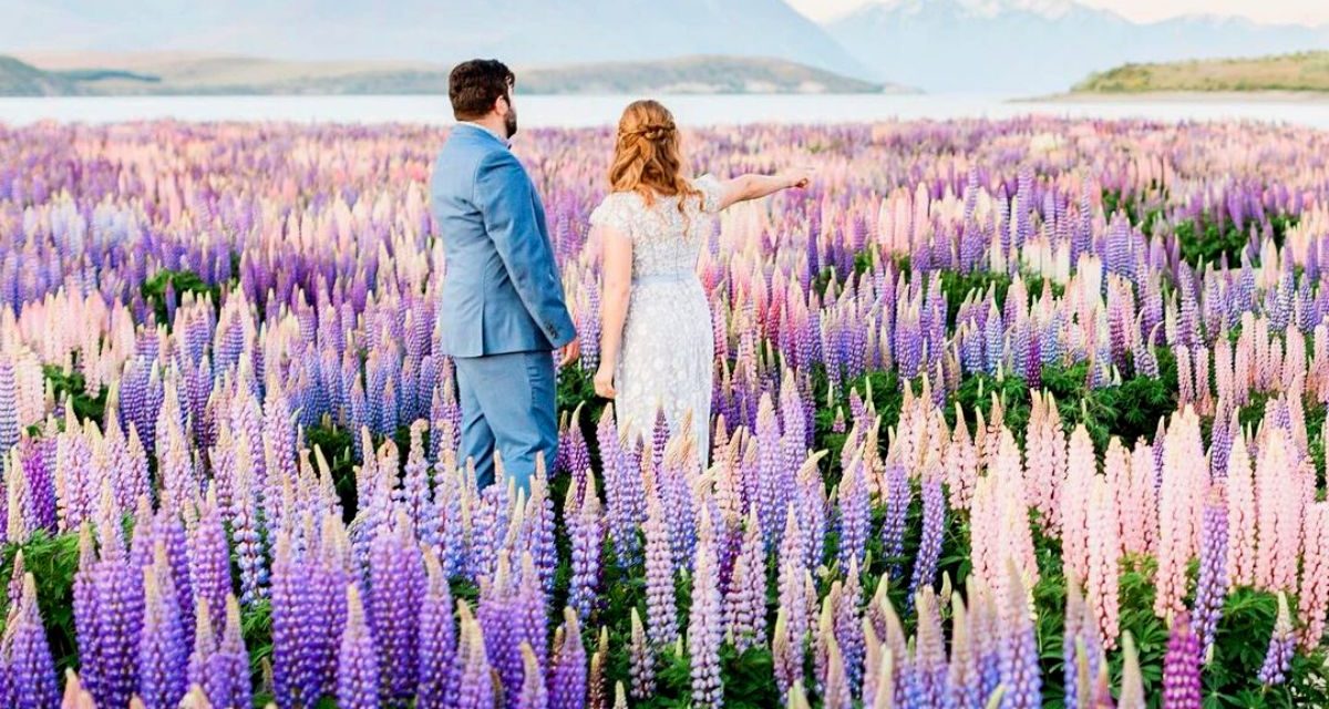 Seeing Lupin Flowers in New Zealand Is a Must